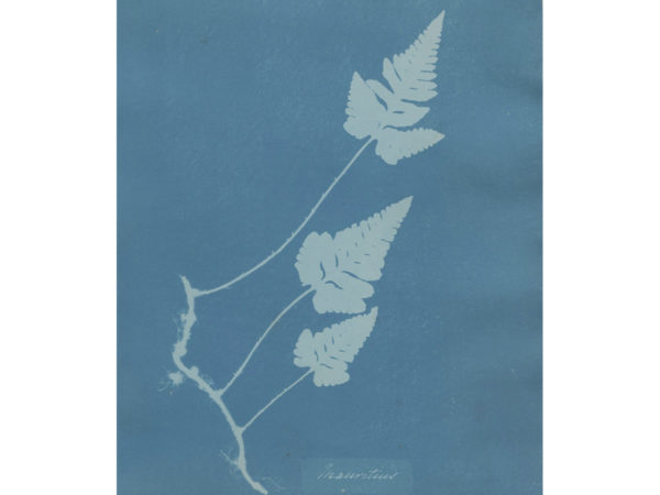 Mauritius, from Cyanotypes of British and Foreign Flowering Plants and Ferns by Anna Atkins